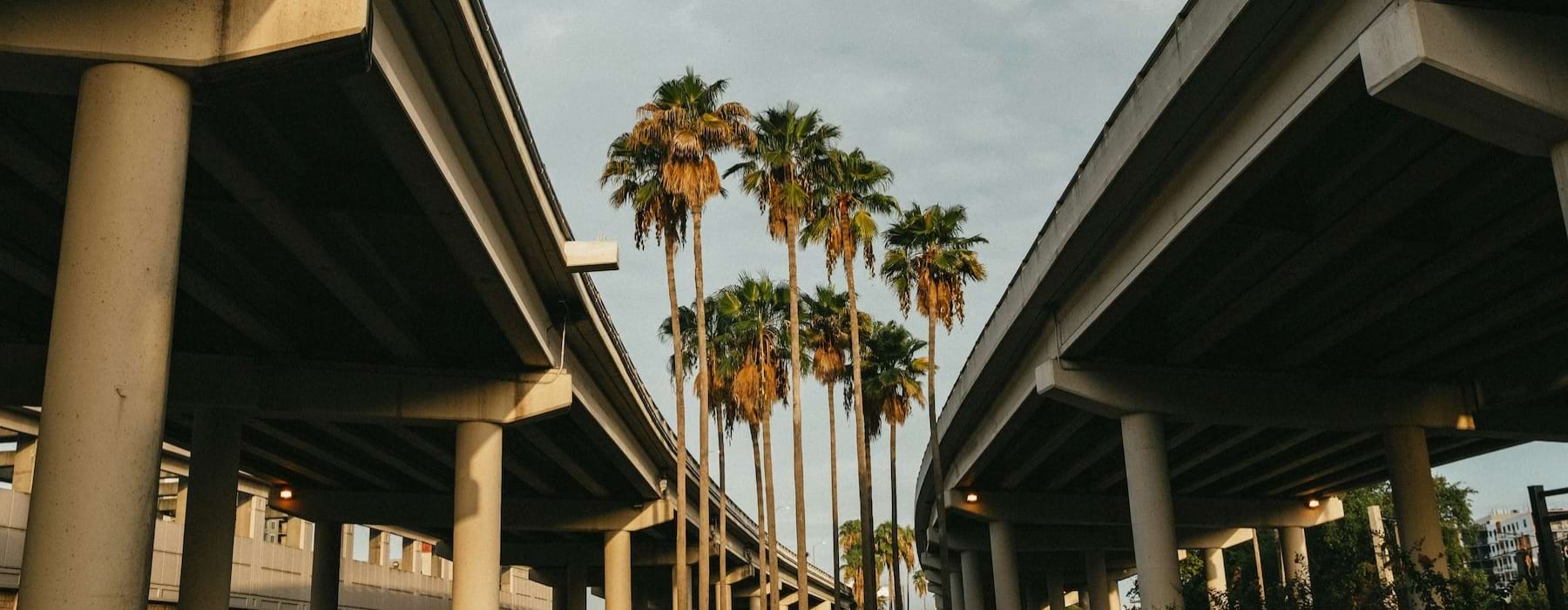 two bridges with palm trees